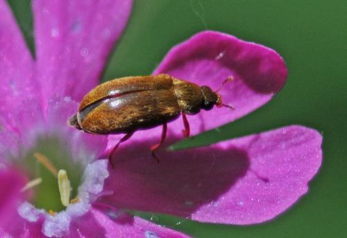 Byturus ochraceus